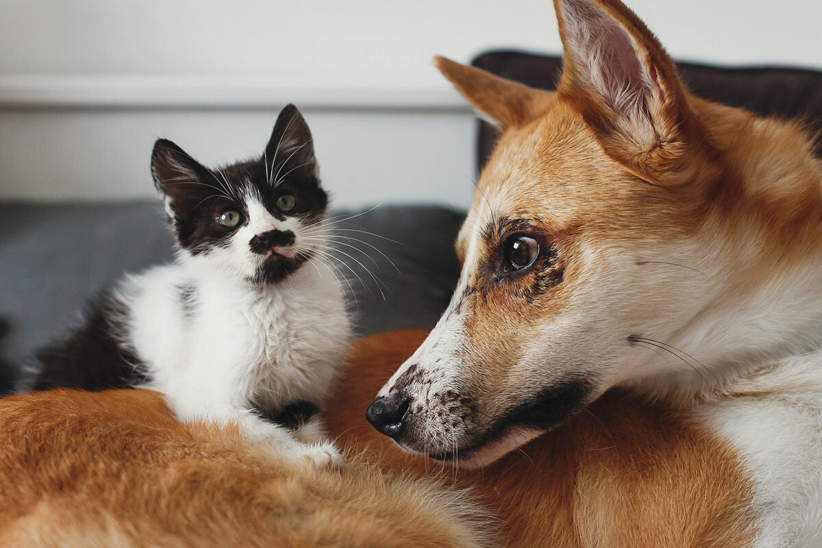 Shop for Dogs & Cats