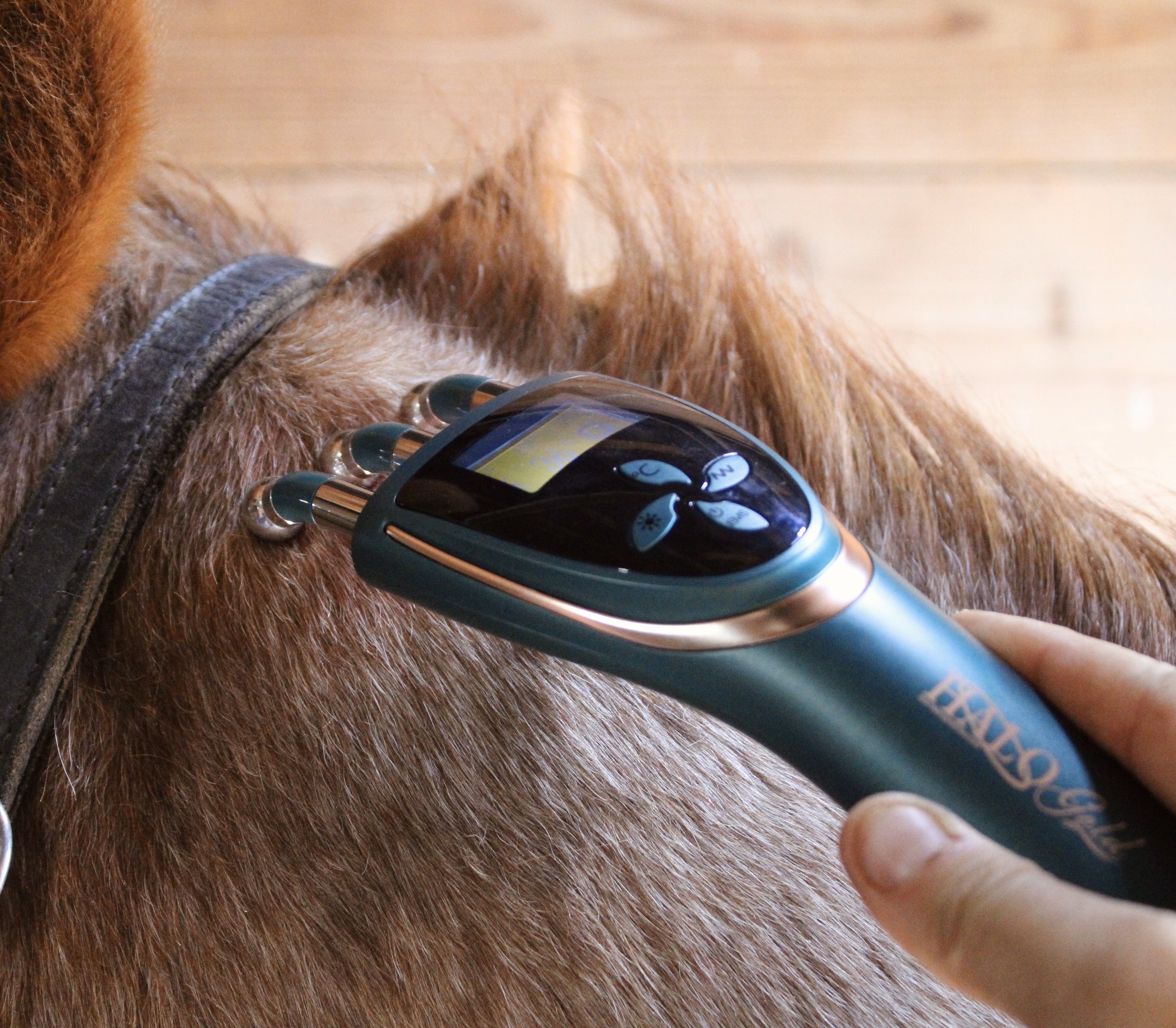 HaloGold - January FLASH SALE reg. $299 - NOW $259